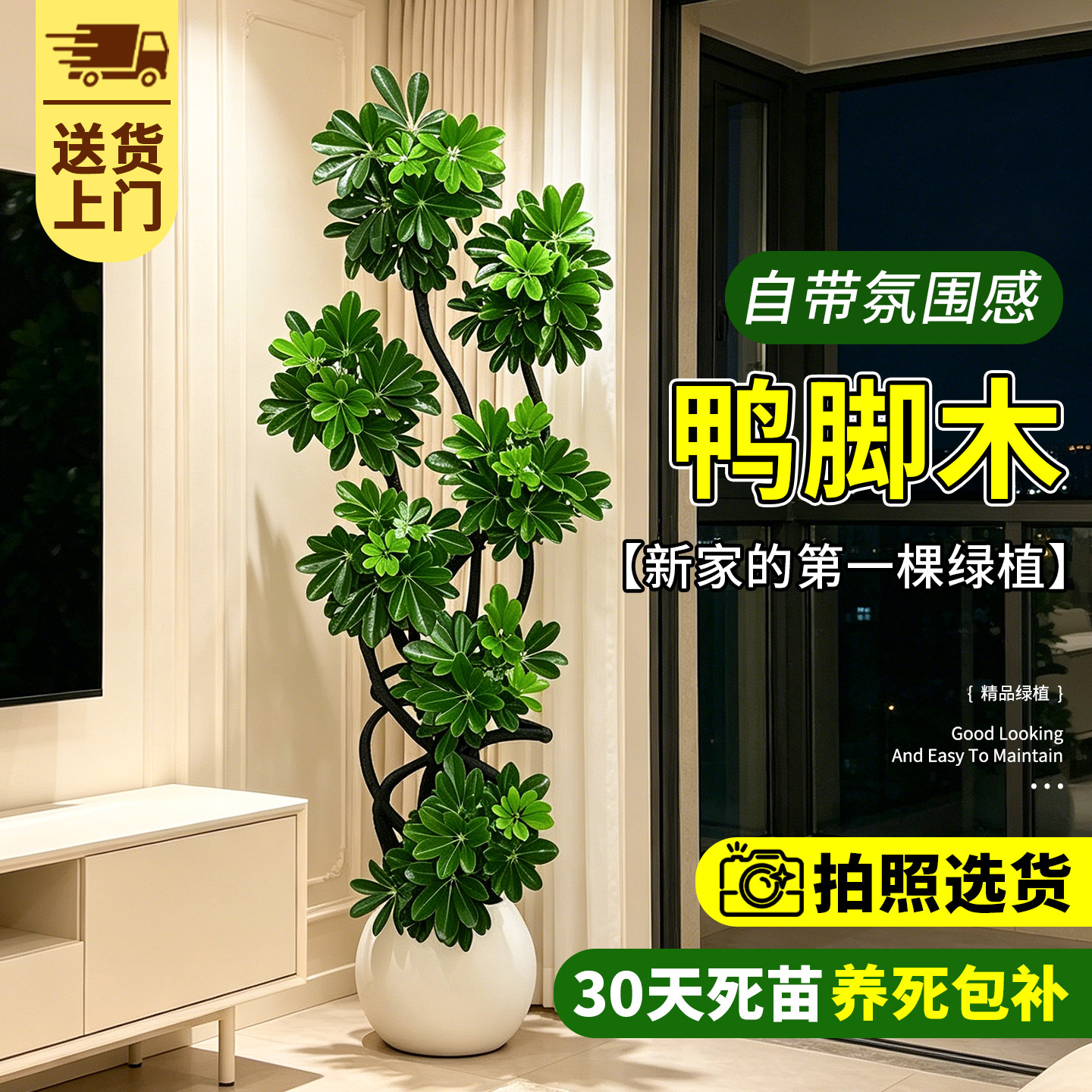 【拍照选货】造型鸭脚木客厅绿植