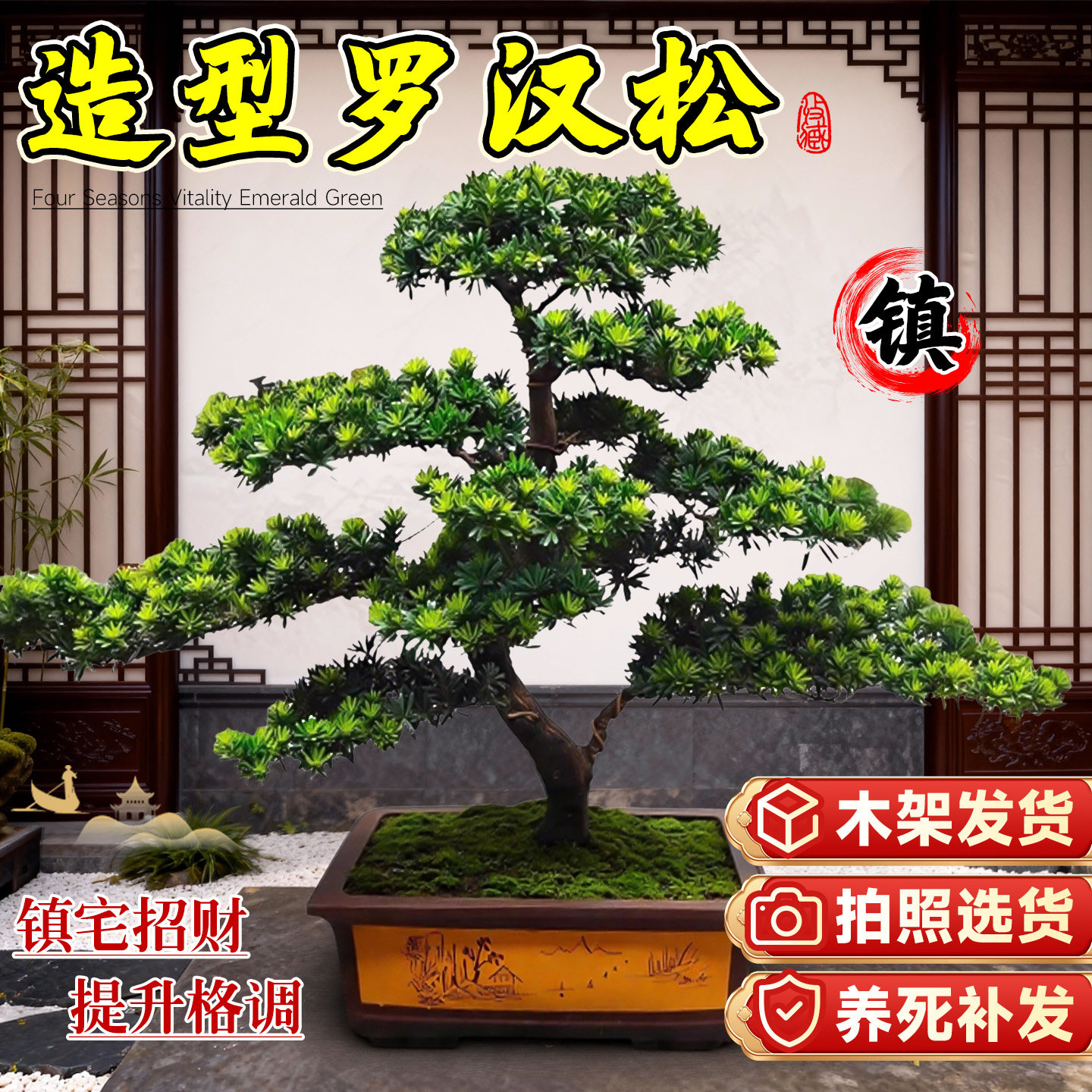 特大型金钻罗汉松迎客松造型盆景绿植盆栽前台名贵老桩庭院风水树