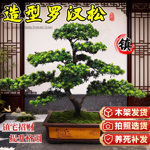 特大型金钻罗汉松迎客松造型盆景绿植盆栽前台名贵老桩庭院风水树