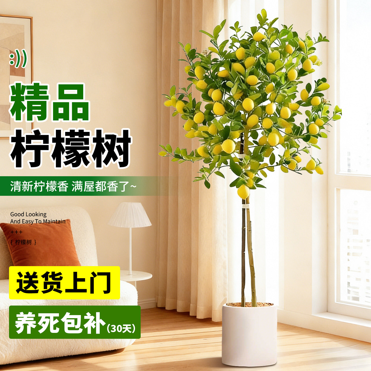 香水柠檬树高级感客厅绿植盆景带果盆栽大型室内办公室老桩植物