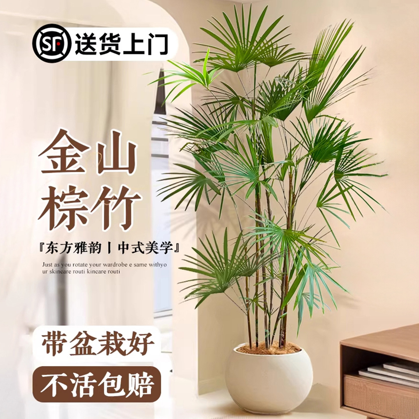金山棕竹大型植物客厅办公室内绿植细叶竹子盆栽落地旺宅四季好养