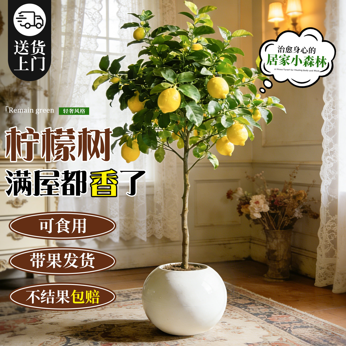 香水柠檬树客厅大型盆栽