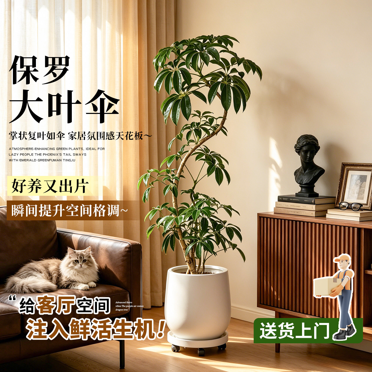 日本保罗大叶伞落地好养氛围盆栽
