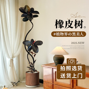 黑金刚橡皮树绿植高级感客厅大盆栽大型网红高级感植物四季好养