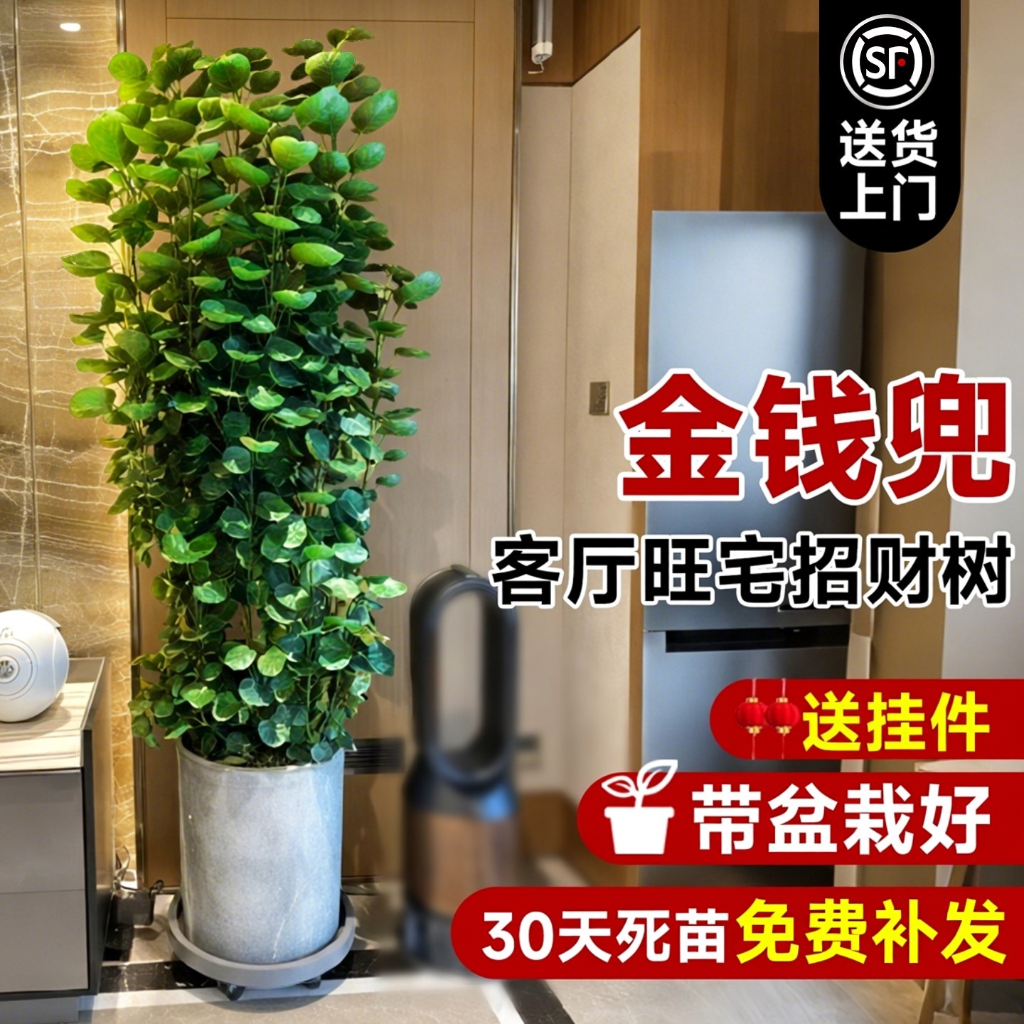 大型绿植金钱兜发财树客厅办公室内金钱树落地大型盆栽福禄桐圆叶