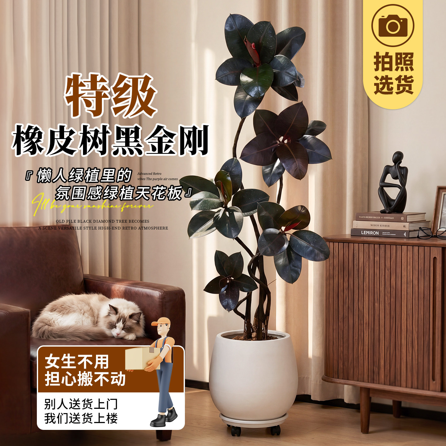 【拍照选货】造型黑金刚好养绿植