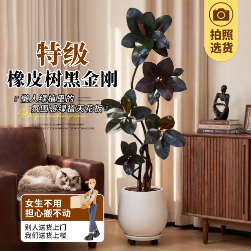 【拍照选货】造型黑金刚好养绿植