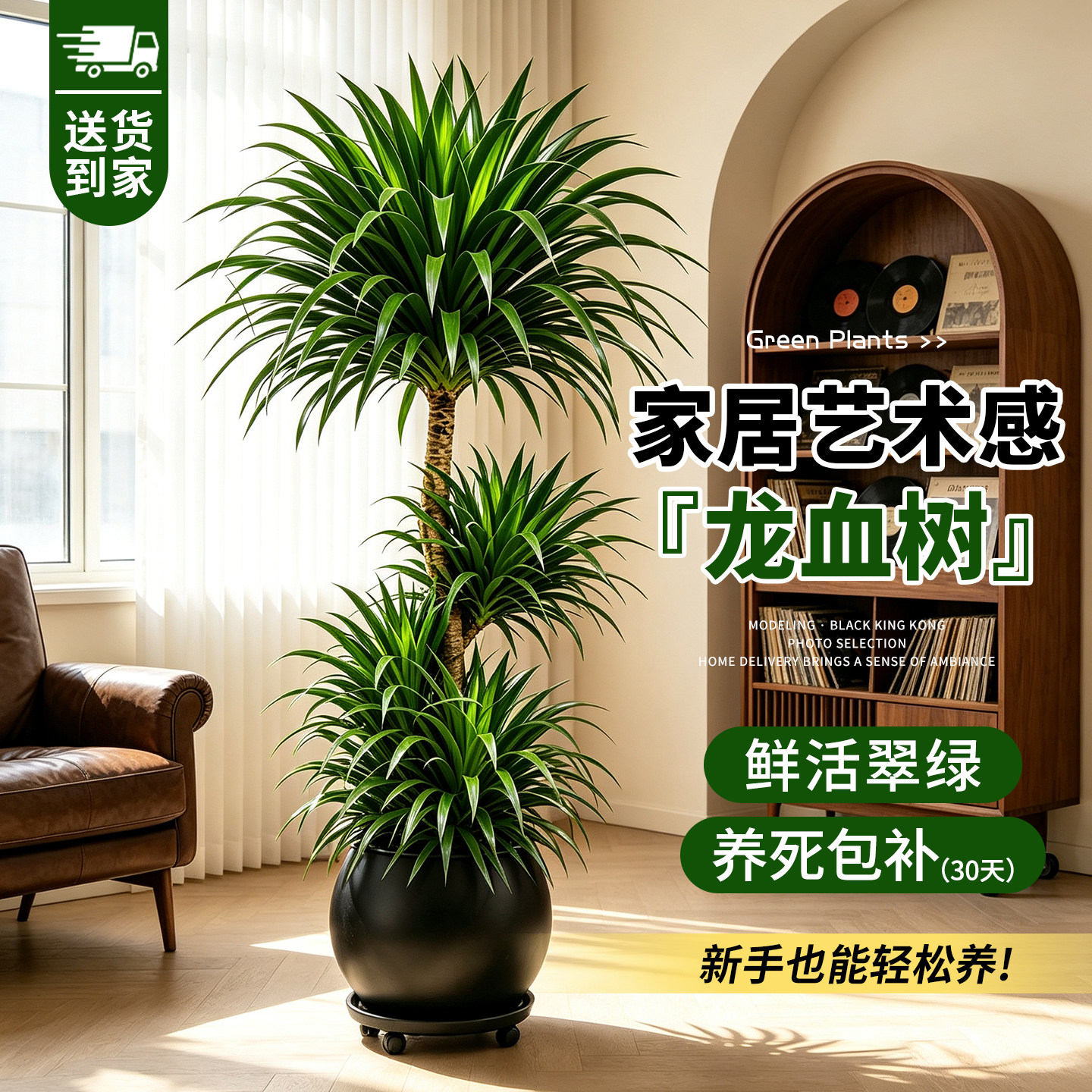 步步高龙血树客厅绿植室内盆栽大型高级感绿植轻奢龙须树四季好养