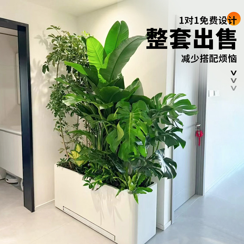 绿植造景阳台大型盆栽室内