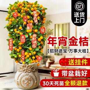 年桔盆栽可食用带果橘子树苗室内客厅大型绿植金桔树年宵花卉盆景