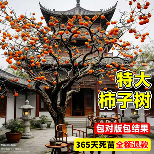特大号正宗柿子树果树苗太秋阳丰脆甜柿火晶嫁接庭院盆栽当年结果