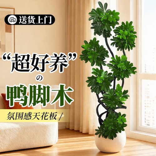 造型鸭脚木客厅绿植高级感