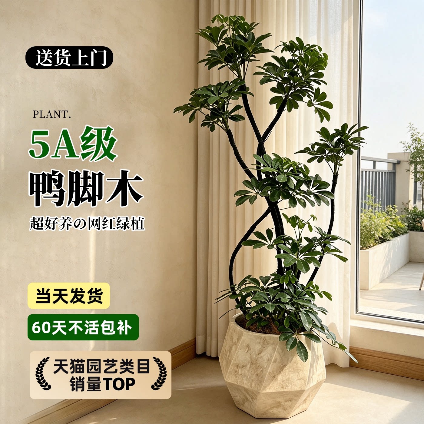 【拍照选货】鸭脚木高级感绿植