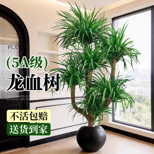 龙血树客厅大型老桩盆栽绿植多头室内办公室龙须树好养植物真树