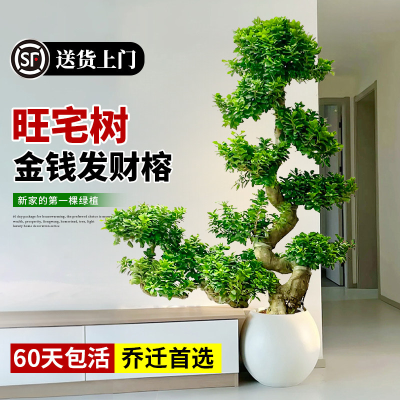 造型金钱榕盆景金钱树发财树