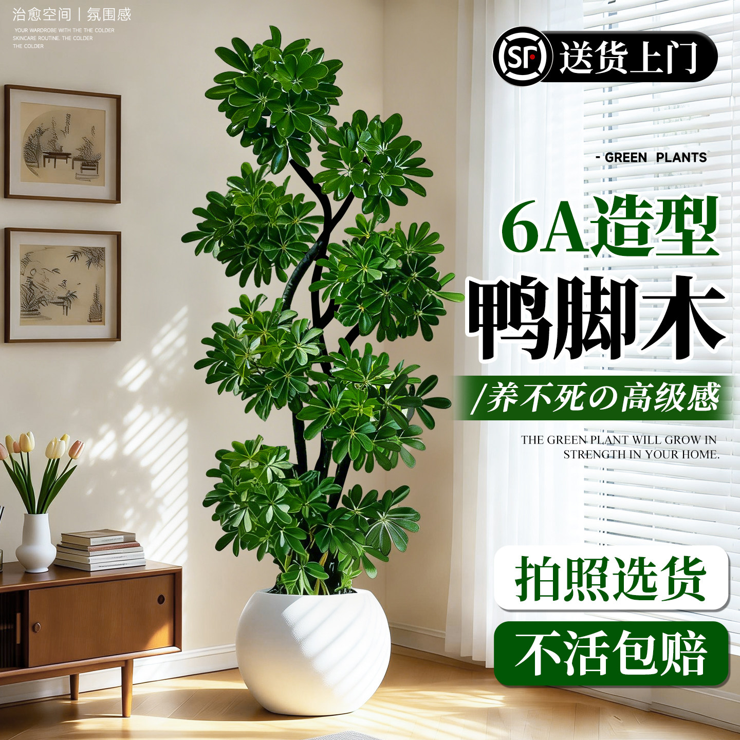 鸭脚木客厅大盆栽鸭掌木室内大型绿植物办公室落地式旺宅鹅掌柴
