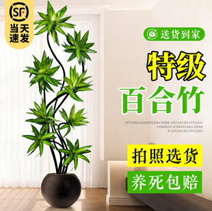 百合竹客厅绿植盆栽精品高端老桩高级感金心大型植物好养落地真花