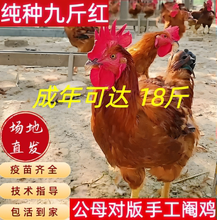 纯种散养巨型九斤红活苗红玉380阉鸡红公鸡活苗脱温苗包活