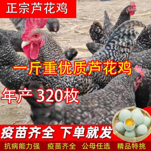 半大3斤重芦花鸡活苗 正宗汶上芦花鸡绿壳蛋鸡散养半斤脱温小鸡苗