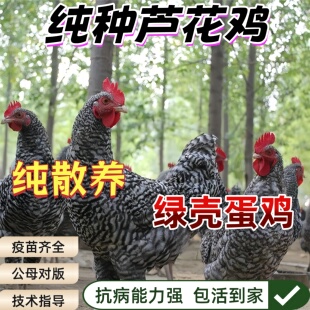 半大3斤正宗汶上芦花鸡活苗纯种芦花鸡活苗脱温鸡苗黑芦花鸡活苗
