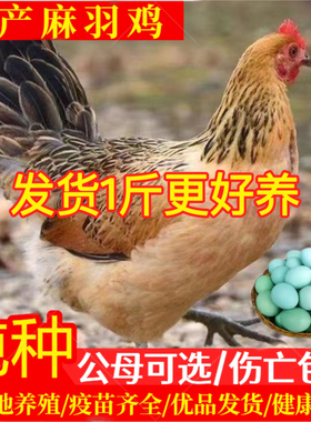 一斤半大土鸡活鸡麻羽活苗脱温苗农家散养鸡苗正宗麻羽绿壳蛋鸡苗