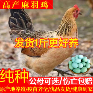 一斤半大土鸡活鸡麻羽活苗脱温苗农家散养鸡苗正宗麻羽绿壳蛋鸡苗