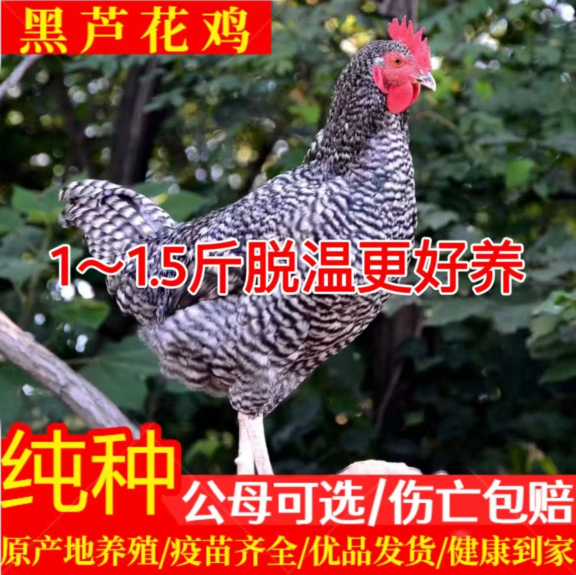 3斤一斤正宗汶上芦花鸡绿壳蛋鸡散养半斤脱温小鸡纯种芦花鸡活苗