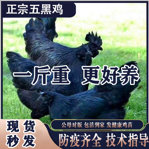 活体纯种五黑绿壳乌骨鸡绿壳蛋五黑鸡活苗小鸡苗神农架乌骨鸡活苗