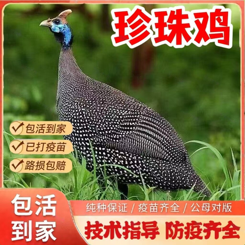 纯种珍珠鸡活苗脱温苗高产蛋种