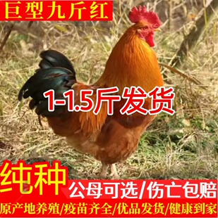 纯种半大1斤散养巨型九斤红公鸡活苗脱温苗380阉鸡小公鸡活苗