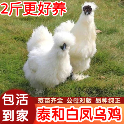 1.5-2斤正宗白凤乌鸡活苗纯种泰和乌骨鸡活苗白乌鸡脱温鸡散养鸡