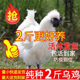 纯种泰和乌鸡活苗纯种乌骨鸡苗下蛋鸡脱温鸡苗散养白乌鸡活苗