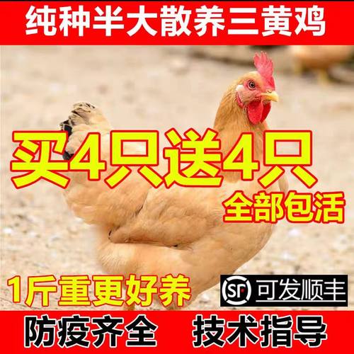 一斤半纯种清远三黄鸡母鸡脱温半大小鸡土鸡活苗包活到家小鸡苗