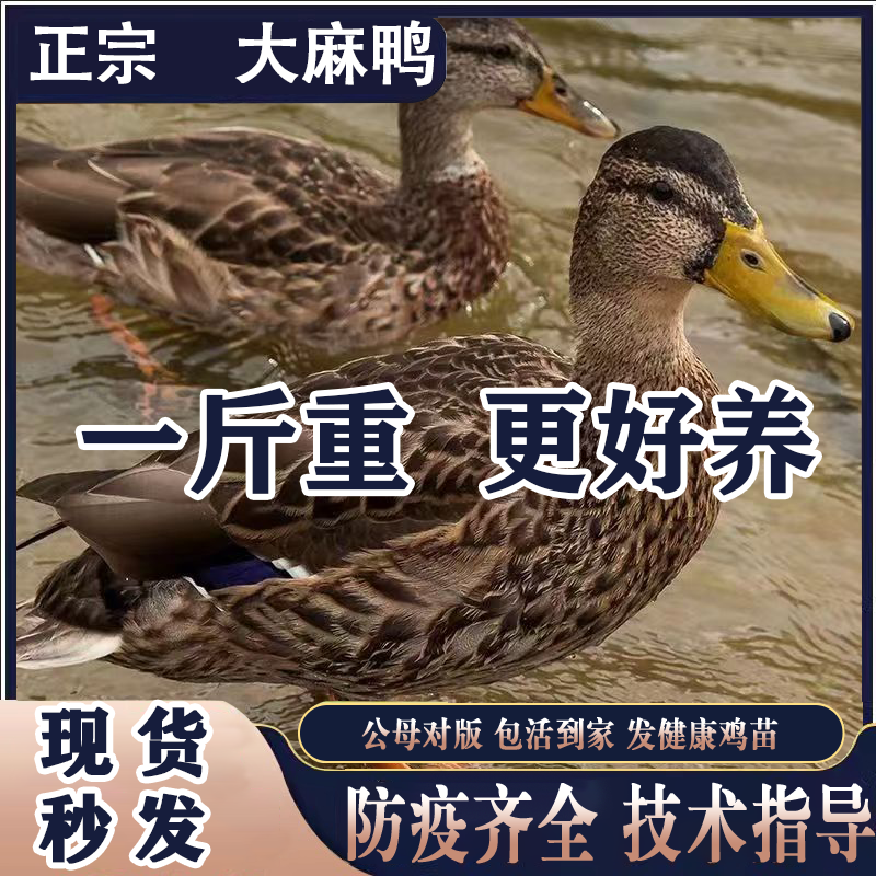 半大重正宗高产绿壳蛋苗鸭小鸭小土鸭子活苗鸭苗半大小鸭子水鸭苗