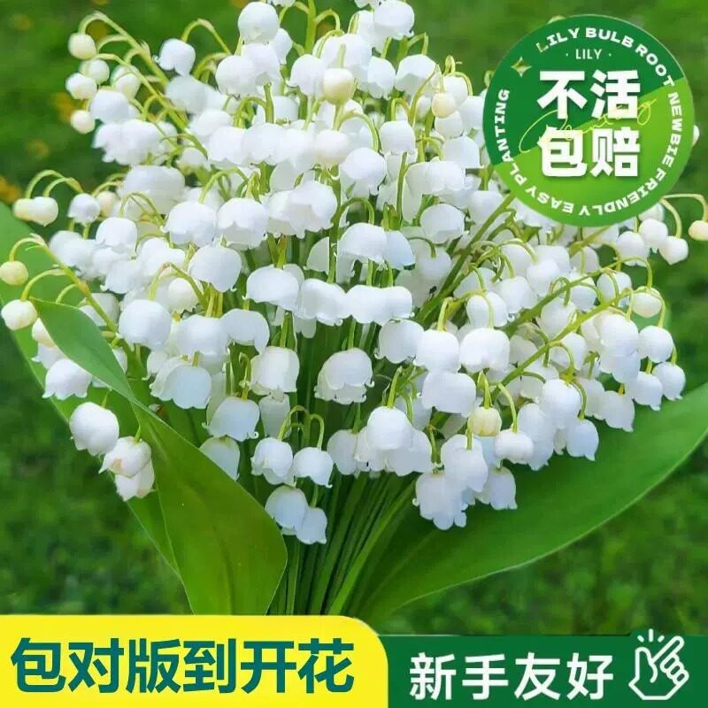 进口香水铃兰花种球带芽花籽苗盆栽耐寒阳台土培四季播种花种子籽
