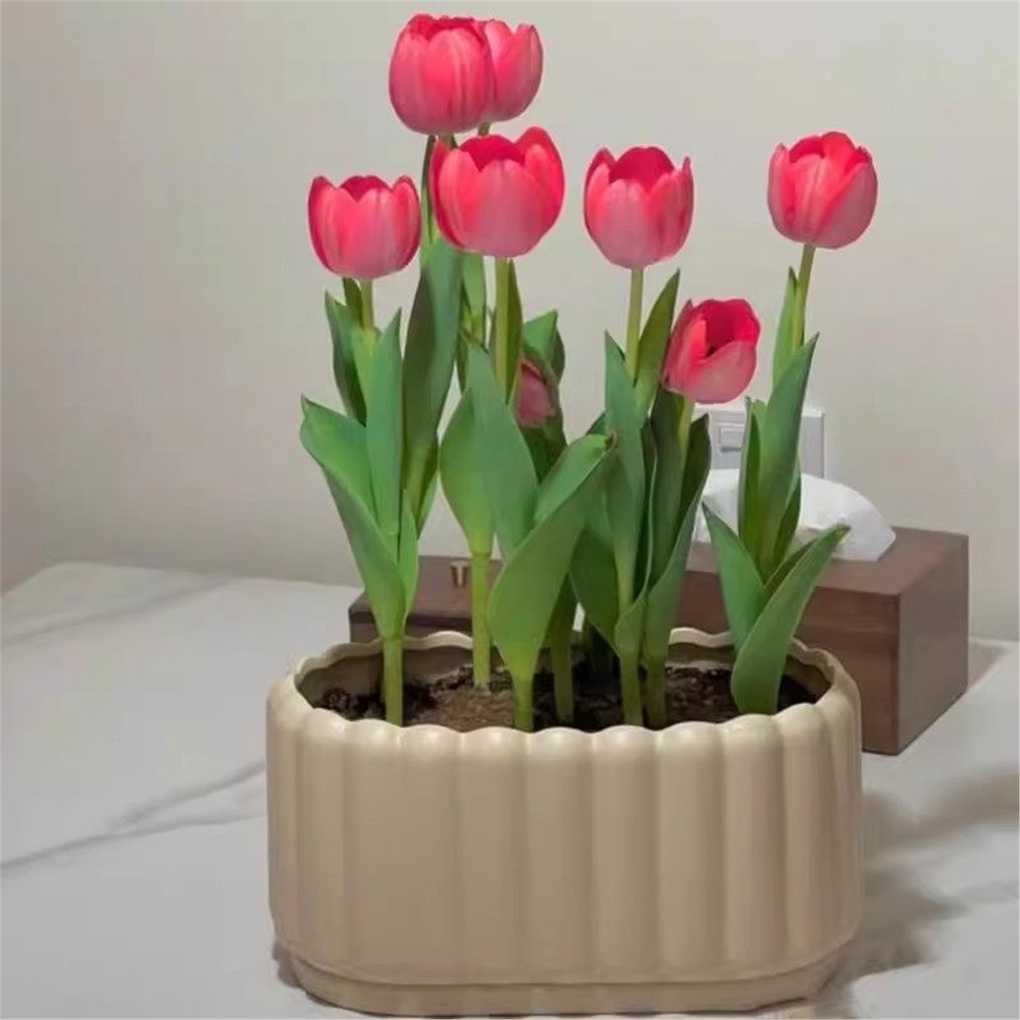 郁金香种球5度球单重瓣花种子球根苗水培土培盆地栽花苗虹越预售