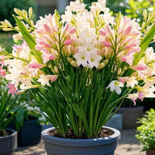 晚香玉进口大种球重瓣夜来香花卉种子盆栽四季耐热寒浓香开花植物