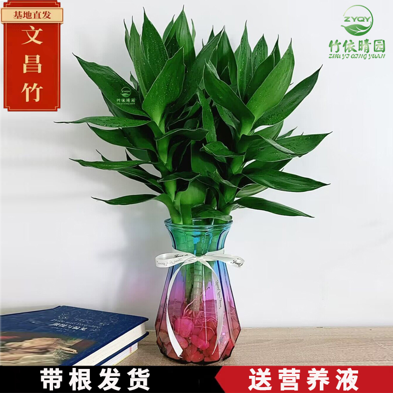 文昌竹富贵转运水养带根节