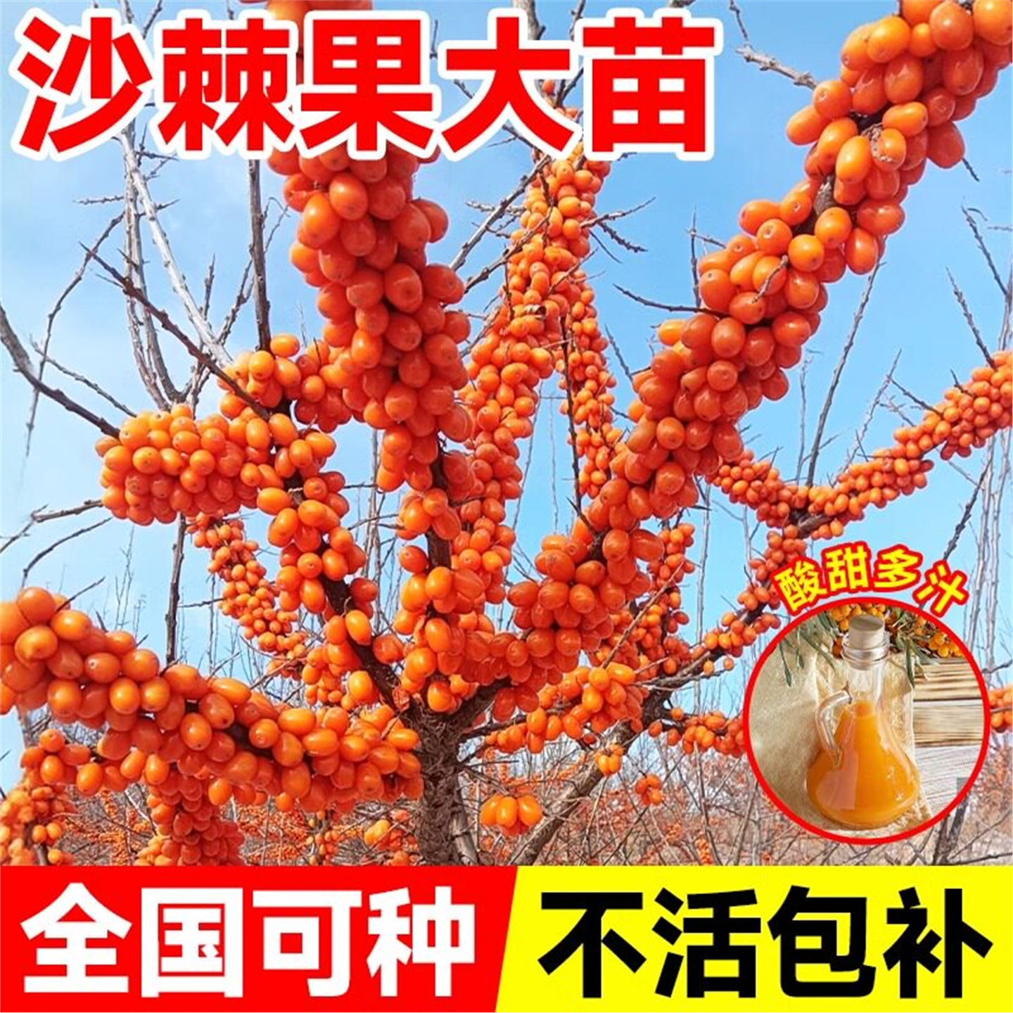 新鲜沙棘苗果苗南北方种植抗寒耐旱四季盆栽地栽当年结果好养易活