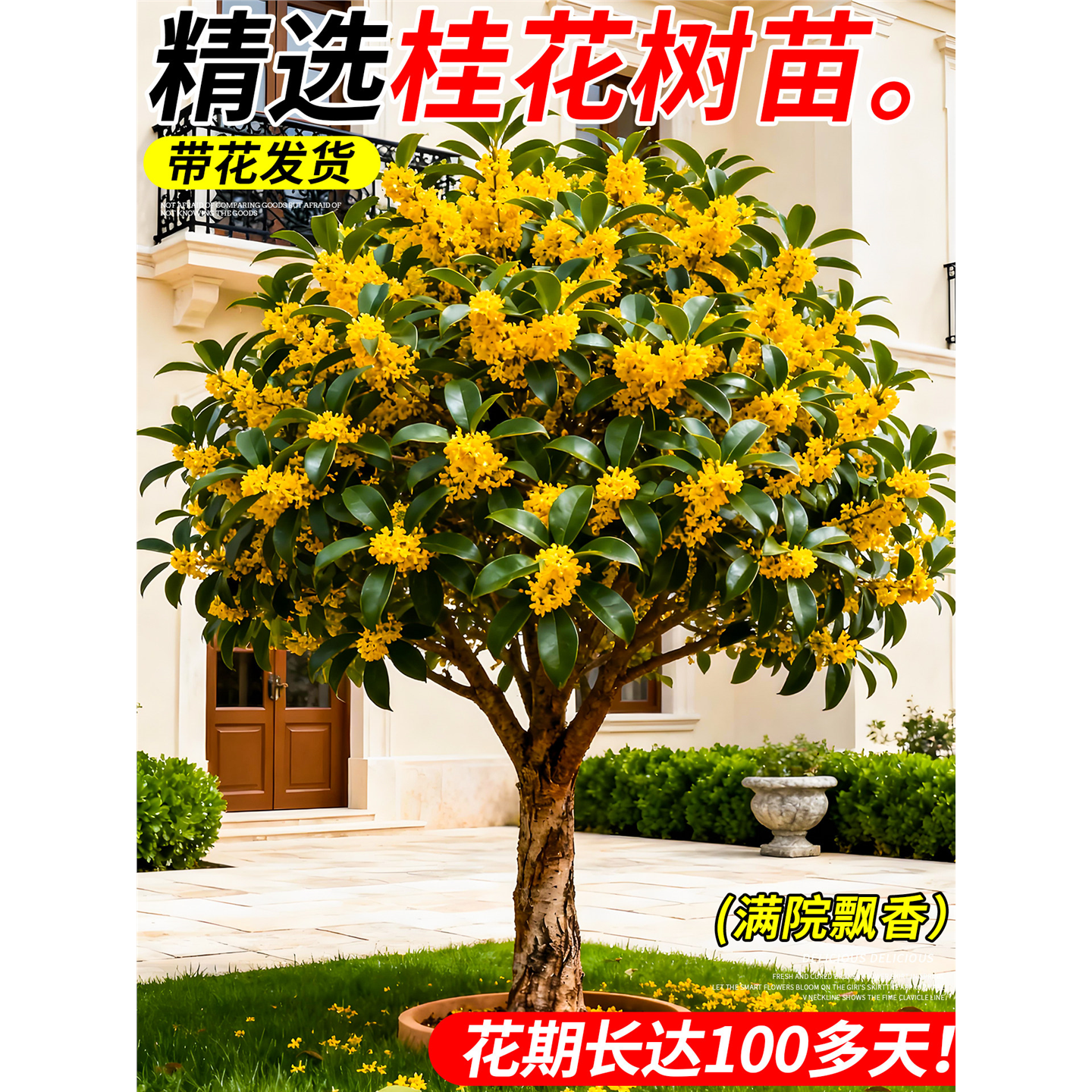 浓香型桂花树苗庭院地栽原