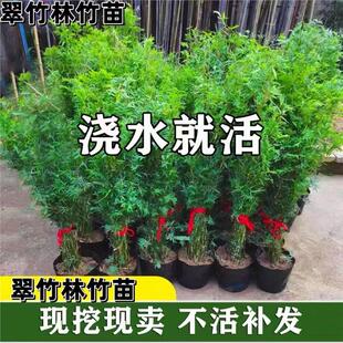 米竹盆栽丛生凤尾竹庭院植物阳台水培绿植观音竹好养盆景青竹子苗