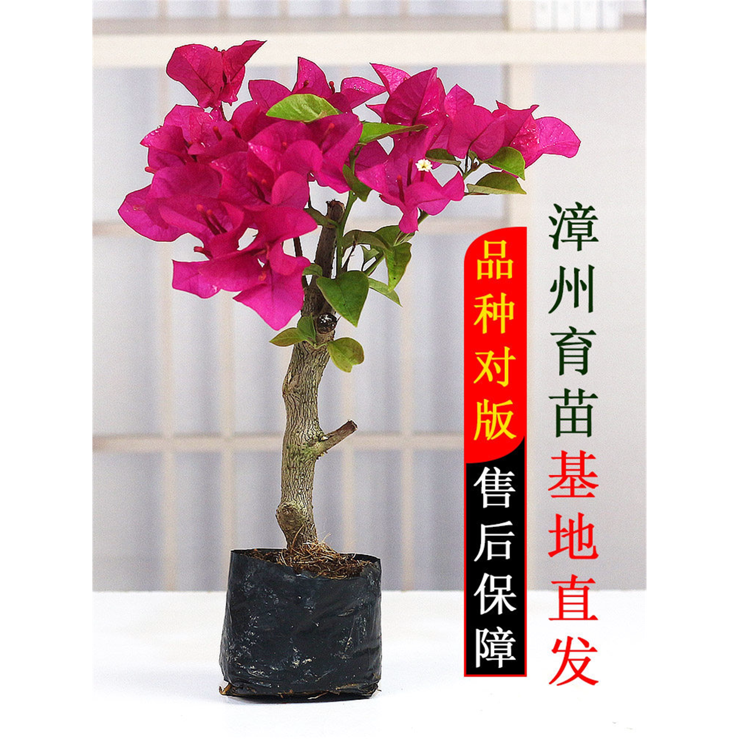 三角梅盆栽植物花卉苗新品种玫瑰阳台庭院净化空气好养活勤花盆景