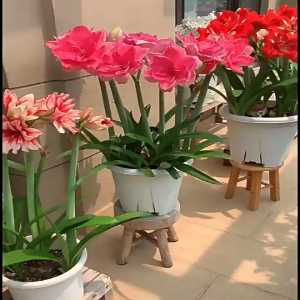 荷兰朱顶红进口重瓣种球盆栽花卉室外阳台庭院四季花卉阿弗雷鬼魅