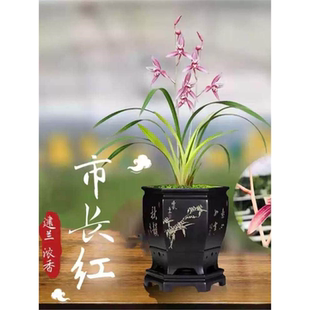 兰花苗四季建兰市长红名贵夏带花苞浓香红花室内桌面花卉绿植盆栽