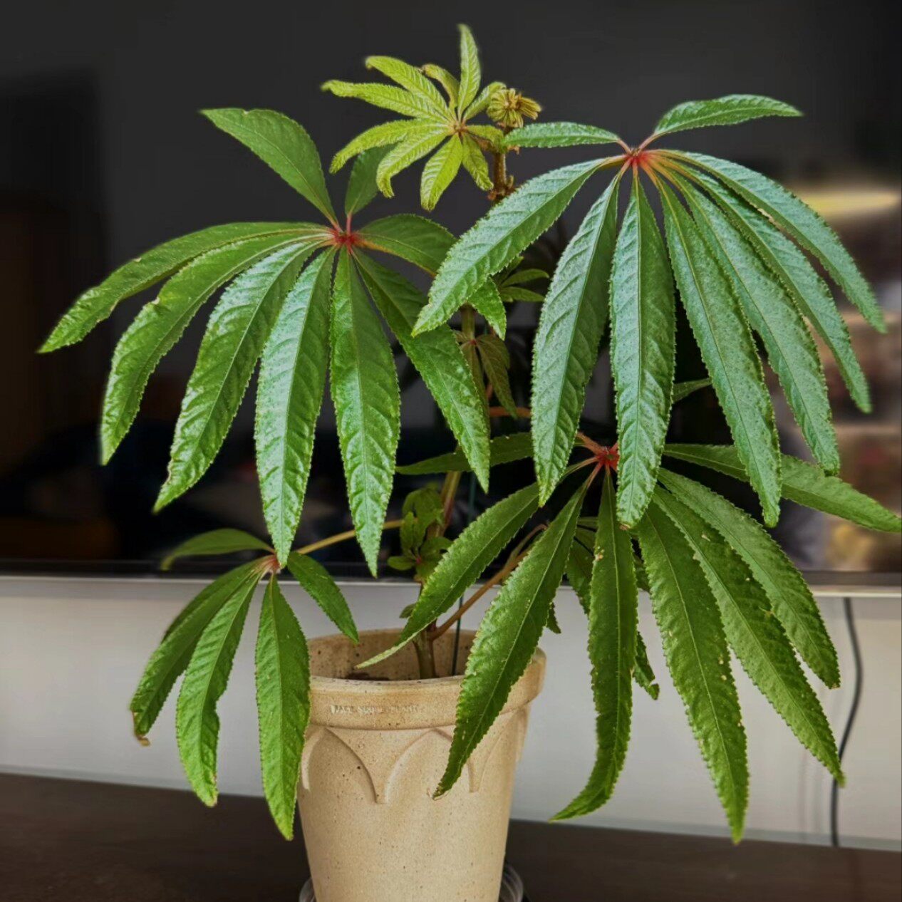 品种名H字开头 竹节类秋海棠 满38包邮 不包叶损