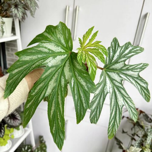 品种名Y字开头 竹节类秋海棠 满38包邮 不包叶损