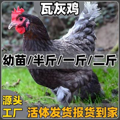 正宗瓦灰鸡活苗安义瓦灰乌鸡活鸡脱温鸡苗五黑鸡半斤苗活苗幼苗