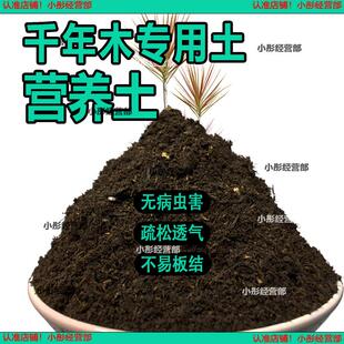 千年木专用土肥料盆栽土壤园艺养花育苗花土阳台千年木营养土蓬松