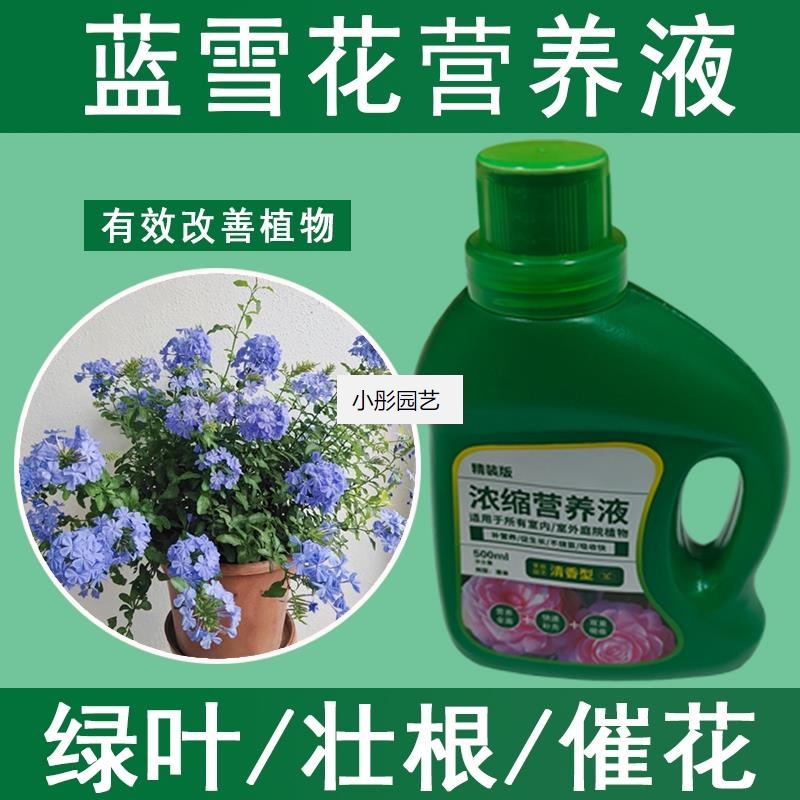蓝雪花营养液通用型蓝雪花专用营养液花肥绿植水培植物肥料液体肥