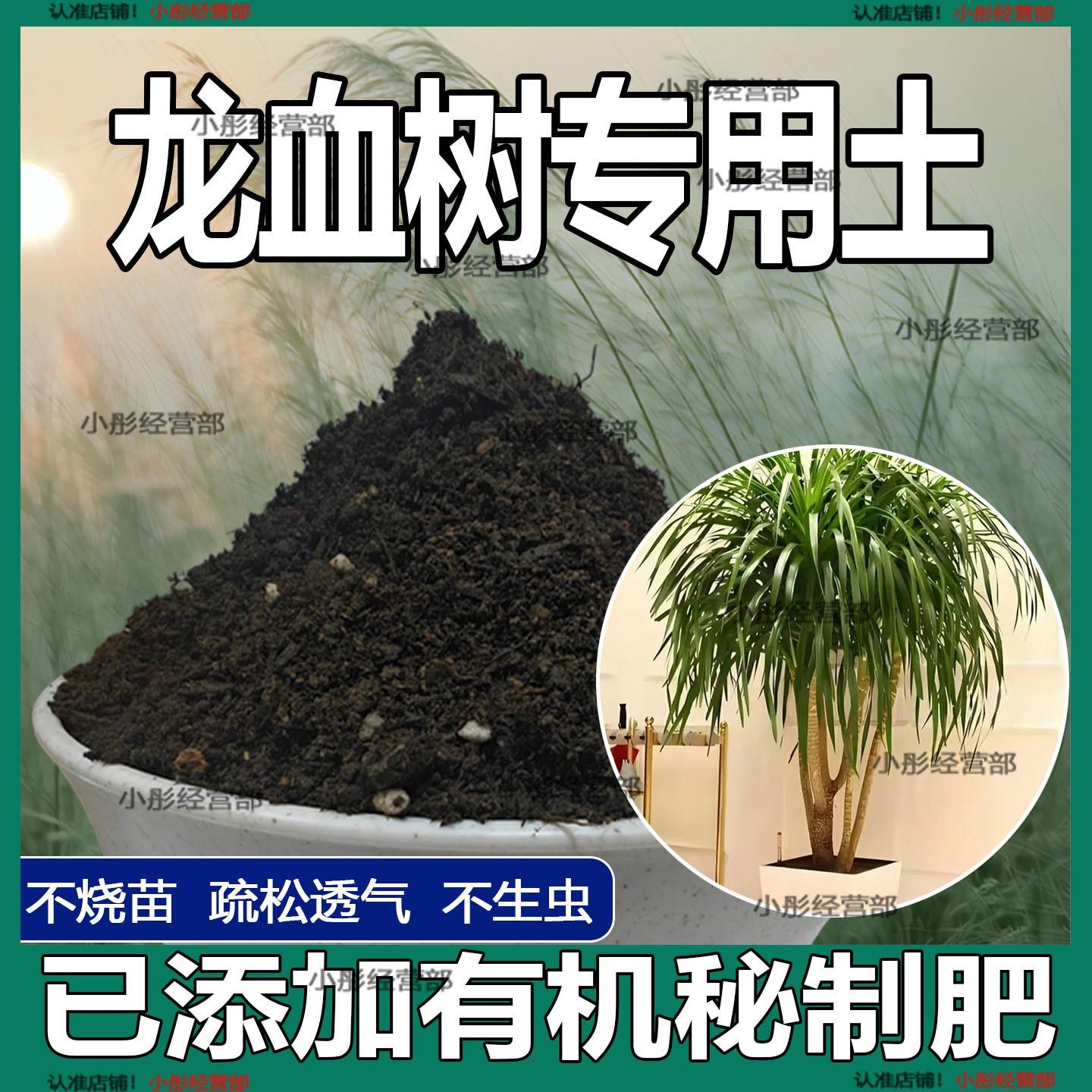 栽种龙血树专用土壤肥料通用型混合专用通用花土蓬松泥土无菌土壤